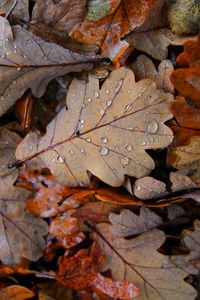 Preview wallpaper fallen leaves, leaves, drops, macro, autumn