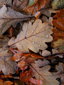 Preview wallpaper fallen leaves, leaves, drops, macro, autumn