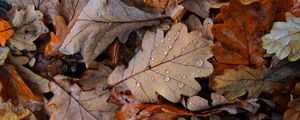 Preview wallpaper fallen leaves, leaves, drops, macro, autumn