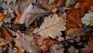 Preview wallpaper fallen leaves, leaves, drops, macro, autumn