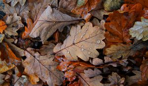 Preview wallpaper fallen leaves, leaves, drops, macro, autumn