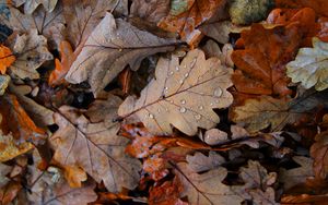 Preview wallpaper fallen leaves, leaves, drops, macro, autumn