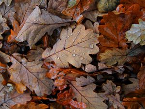 Preview wallpaper fallen leaves, leaves, drops, macro, autumn