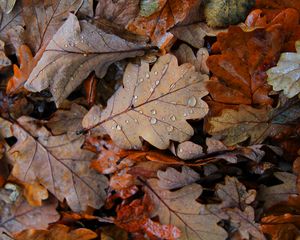 Preview wallpaper fallen leaves, leaves, drops, macro, autumn