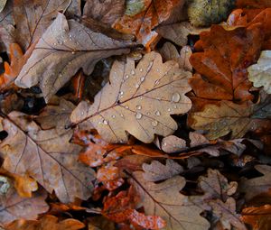 Preview wallpaper fallen leaves, leaves, drops, macro, autumn