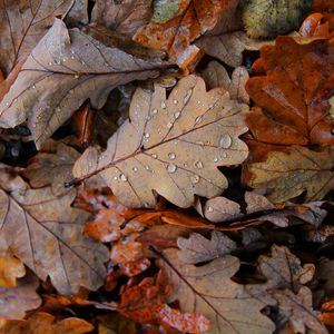 Preview wallpaper fallen leaves, leaves, drops, macro, autumn