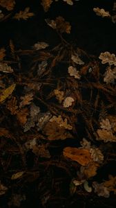 Preview wallpaper fallen leaves, leaves, dry, brown, autumn