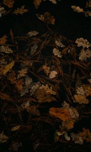 Preview wallpaper fallen leaves, leaves, dry, brown, autumn