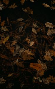 Preview wallpaper fallen leaves, leaves, dry, brown, autumn