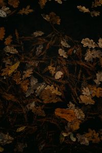 Preview wallpaper fallen leaves, leaves, dry, brown, autumn