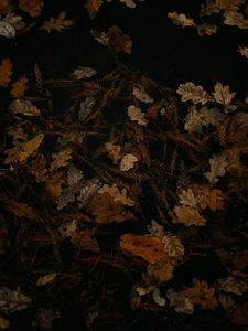 Preview wallpaper fallen leaves, leaves, dry, brown, autumn