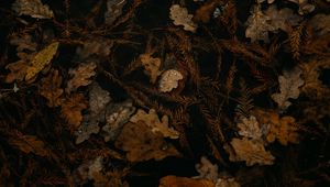 Preview wallpaper fallen leaves, leaves, dry, brown, autumn