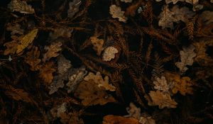 Preview wallpaper fallen leaves, leaves, dry, brown, autumn