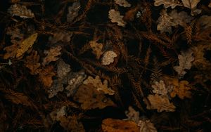 Preview wallpaper fallen leaves, leaves, dry, brown, autumn