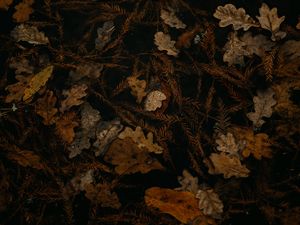 Preview wallpaper fallen leaves, leaves, dry, brown, autumn