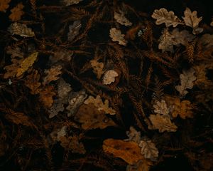 Preview wallpaper fallen leaves, leaves, dry, brown, autumn