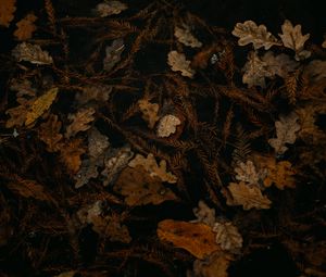 Preview wallpaper fallen leaves, leaves, dry, brown, autumn