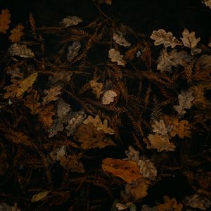 Preview wallpaper fallen leaves, leaves, dry, brown, autumn