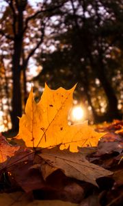 Preview wallpaper fallen leaves, leaves, forest, sun, light, macro