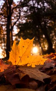 Preview wallpaper fallen leaves, leaves, forest, sun, light, macro