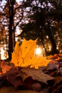 Preview wallpaper fallen leaves, leaves, forest, sun, light, macro