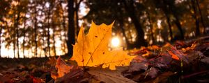 Preview wallpaper fallen leaves, leaves, forest, sun, light, macro