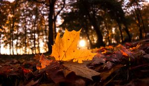 Preview wallpaper fallen leaves, leaves, forest, sun, light, macro