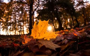 Preview wallpaper fallen leaves, leaves, forest, sun, light, macro