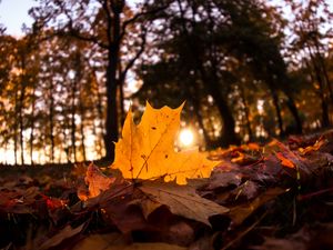 Preview wallpaper fallen leaves, leaves, forest, sun, light, macro