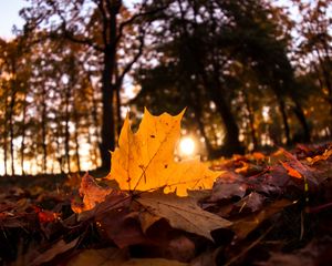 Preview wallpaper fallen leaves, leaves, forest, sun, light, macro