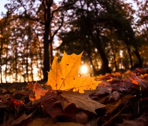 Preview wallpaper fallen leaves, leaves, forest, sun, light, macro