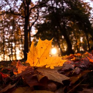 Preview wallpaper fallen leaves, leaves, forest, sun, light, macro