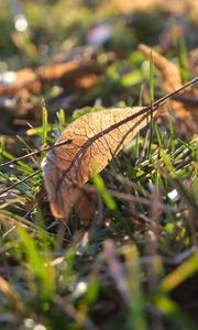 Preview wallpaper fallen leaves, leaves, grass, macro, autumn