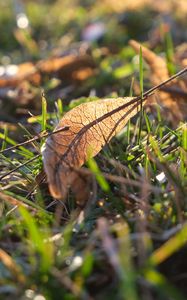 Preview wallpaper fallen leaves, leaves, grass, macro, autumn