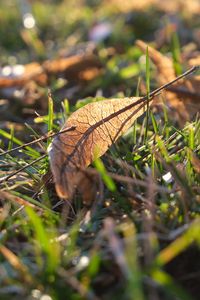 Preview wallpaper fallen leaves, leaves, grass, macro, autumn