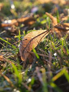 Preview wallpaper fallen leaves, leaves, grass, macro, autumn