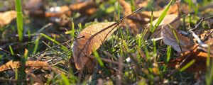 Preview wallpaper fallen leaves, leaves, grass, macro, autumn