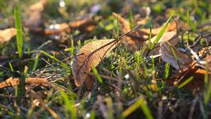 Preview wallpaper fallen leaves, leaves, grass, macro, autumn