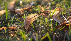 Preview wallpaper fallen leaves, leaves, grass, macro, autumn