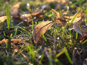 Preview wallpaper fallen leaves, leaves, grass, macro, autumn