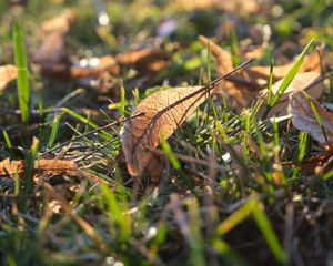 Preview wallpaper fallen leaves, leaves, grass, macro, autumn