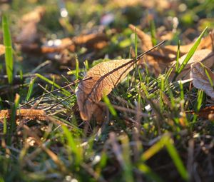 Preview wallpaper fallen leaves, leaves, grass, macro, autumn