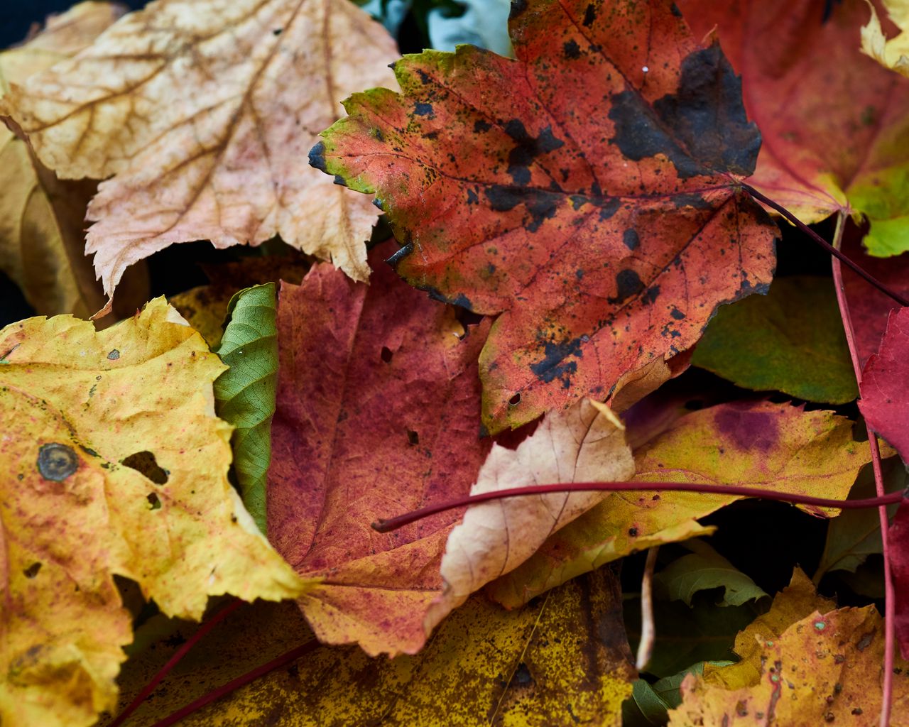 Download wallpaper 1280x1024 fallen leaves, leaves, macro, autumn