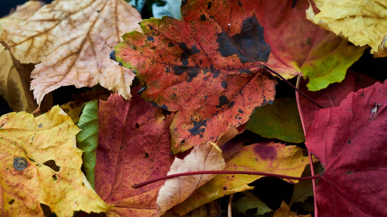 Wallpaper fallen leaves, leaves, macro, autumn