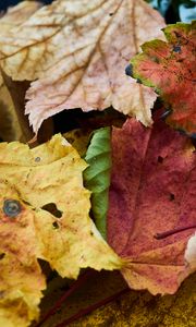 Preview wallpaper fallen leaves, leaves, macro, autumn