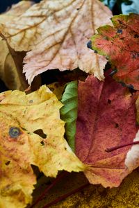 Preview wallpaper fallen leaves, leaves, macro, autumn