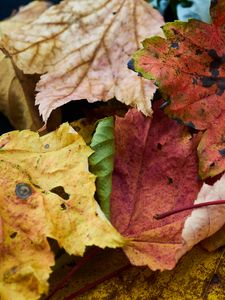 Preview wallpaper fallen leaves, leaves, macro, autumn