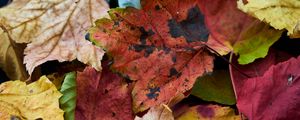 Preview wallpaper fallen leaves, leaves, macro, autumn