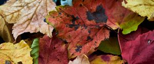 Preview wallpaper fallen leaves, leaves, macro, autumn