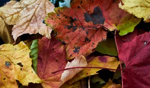 Preview wallpaper fallen leaves, leaves, macro, autumn